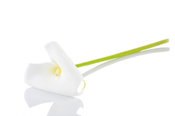 white  calla lily