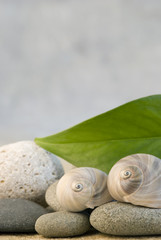 Schneckenhaus und Blatt