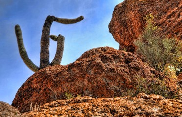 Fototapeta na wymiar Saguaro Cactus
