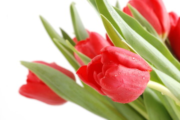 Naklejka premium Tulpenstrauß