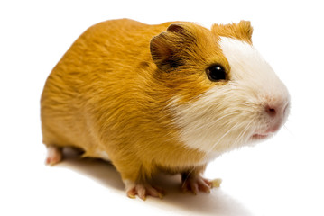 curious guinea pig
