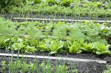 Allotment Garden Bed