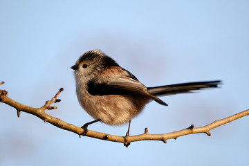 Long-Tailed Tit