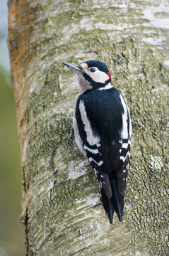 Woodpecker on tree trunk