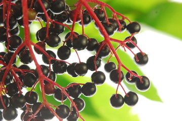Elder berries - 19558203