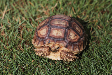bébé tortue