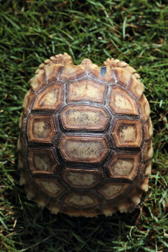 jeune tortue