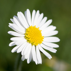Fototapeta premium daisy
