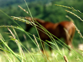 Pasture