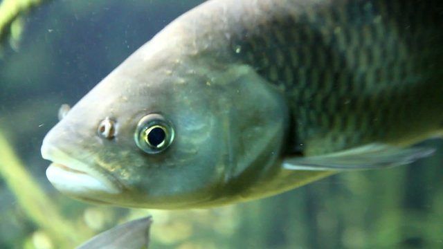 Fisch