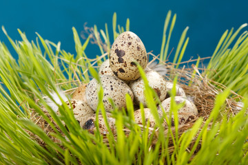 Fototapeta premium motley eggs at nest.