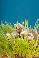 motley eggs at nest.