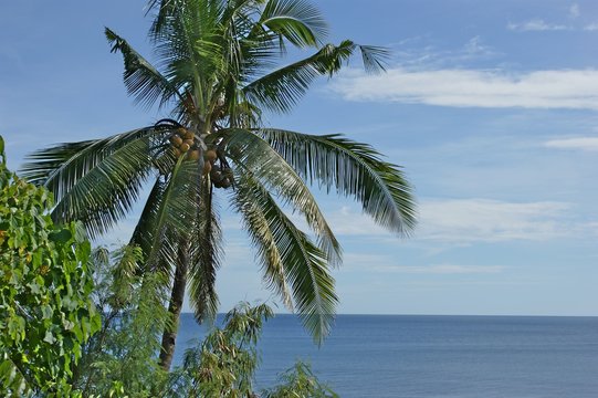 palmenstrand