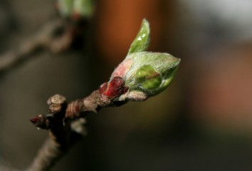 Knospe eines Kirschbaums