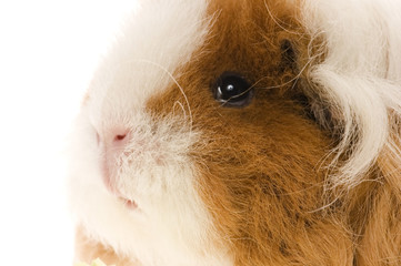 guinea pig isolated on the white background