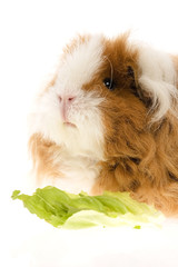 guinea pig isolated on the white background