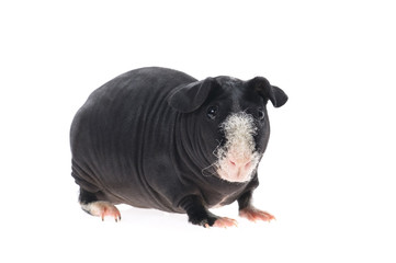 skinny guinea pig isolated on the white background