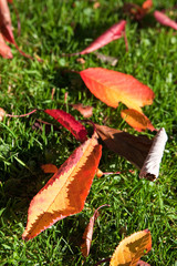 Abstract photo of fallen leaves in autumn