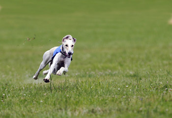 Greyhound at full speed