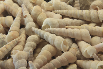 wallpaper textures of empty mussels