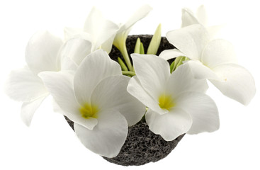 fleurs blanches frangipanier coupelle pierre fond blanc