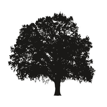 Arbre tr&egrave;s d&eacute;taill&eacute;