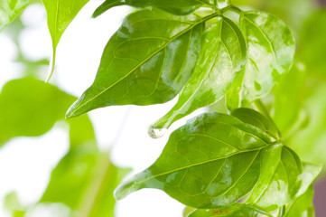 leaf. green background
