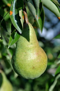 pear