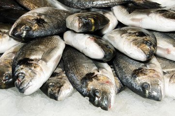 a lot of sea breams ready for sale