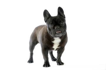 bouledogue français noir de face tête penchée