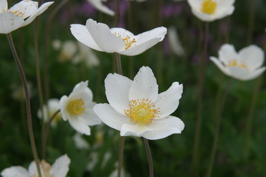 Anemonen