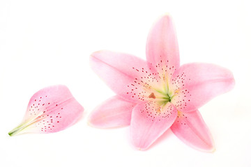 Fototapeta na wymiar Pink lilie