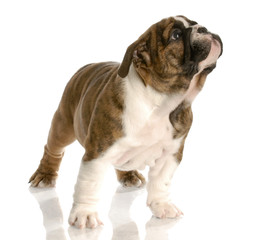english bulldog puppy standing looking up with reflection