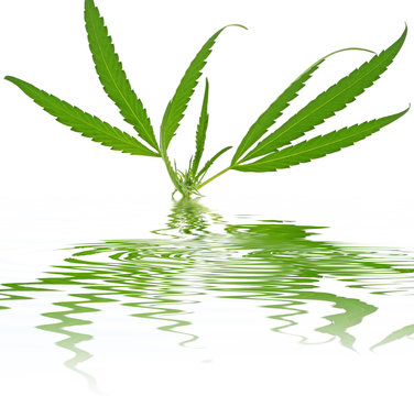 plante hallucinog&egrave;ne fond blanc