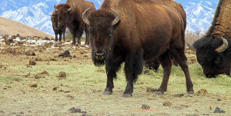 Herd of healthy American buffalo grazing in the West