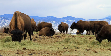 Herd of healthy American buffalo grazing in the West