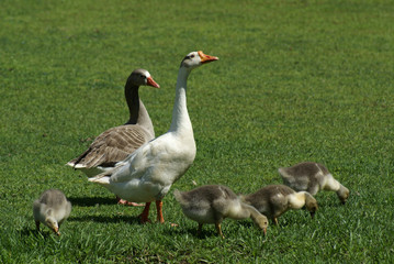 Geese family