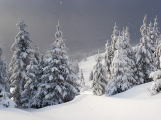 Winter fir