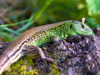 Lizard