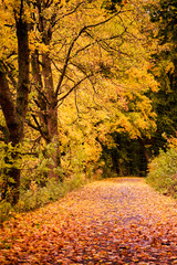 autumn scene