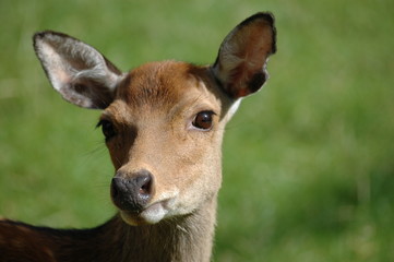 Alert deer.
