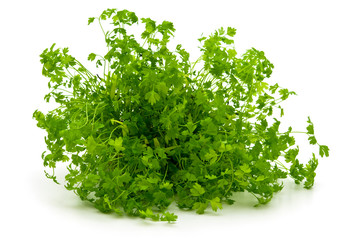 bunch of parsley  on white background