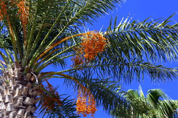 Fototapeta na wymiar Dates on a palm tree