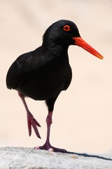 Oyster Catcher Bird