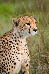 Cheetah