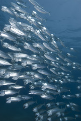 School of silver fish