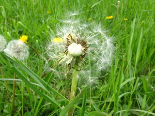Pusteblume