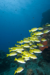 Fototapeta na wymiar Yellow tropical fish