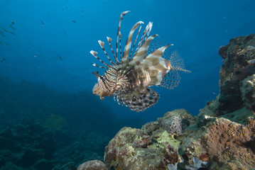 Fototapeta na wymiar Orante tropical fish