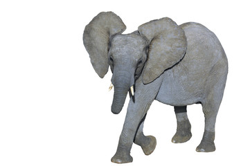 Kid elephant. Clipping path included
